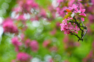 Red blooming tree in spring season detail