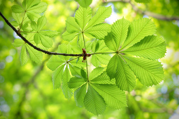 Fresh and new green chestnut leaves in spring - 82762640