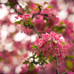 Sakura tree blooming in spring detail