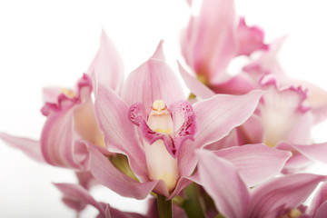Obraz na płótnie Canvas Beautiful fresh lily bouquet.