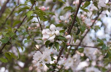Apple blossom on a branch