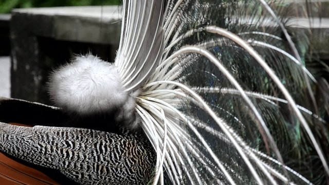 Pfau schl&auml;gt Rad