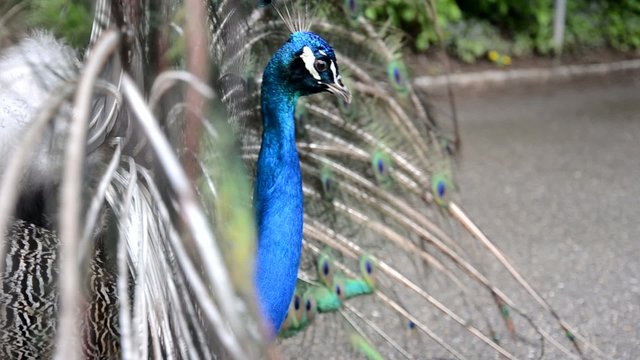 Pfau schl&auml;gt Rad