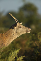 Red deer - Cervus elaphus