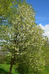 Blühender Kirschbaum - Frühlingslandschaft