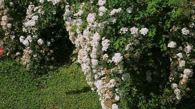 Spiraea x vanhouttei