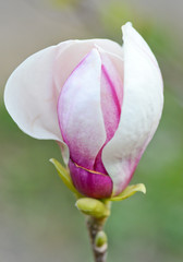 Magnolia flower/Beautiful magnolia flower