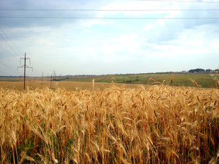 Летнее пшеничное поле в Украине