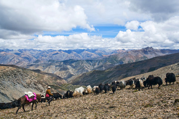 Caravan of yaks in the Nepal Himalaya