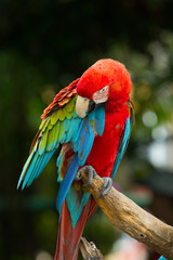parrot bird