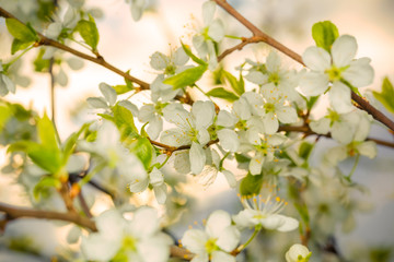 Flowering branch of cherry in the first rays of the sunset.