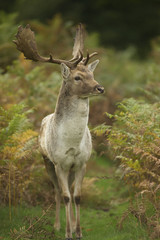 Fallow deer - Dama dama