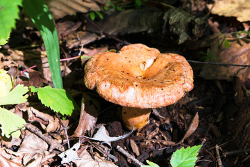 Mushroom chanterelle on the ground