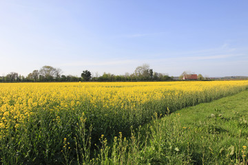 Flowering rapeseed field