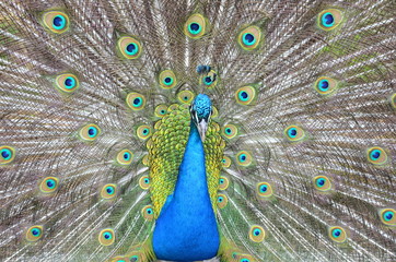 Pfau schlägt Rad
