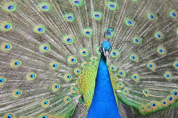 Obraz premium Pfau schlägt Rad