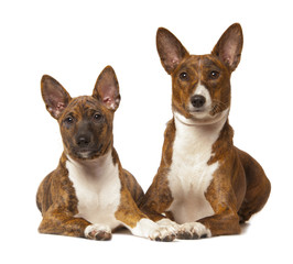 two basenji dog isolated on white background