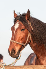Brown horse head - stock photo.
