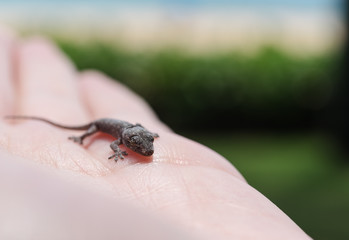 Lizard on hand