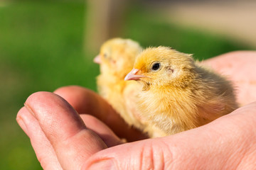 A little yellow chikens of quail in hands