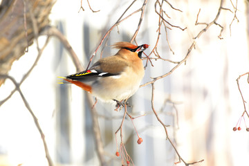 Птица с красивыми перьями. Она зимой живет в городе. 