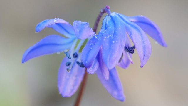 Blue snowdrop blossoming at the beginning of spring. Macro.