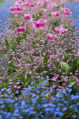 Obraz premium Spring blossom of tulips in park