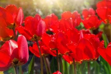 Obraz premium red tulips close up