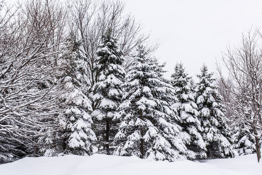 arbres sous la neige