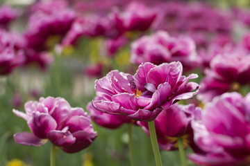 Obraz premium Spring blossom of pink tulips in park