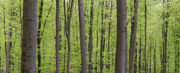 spring green beech wood background