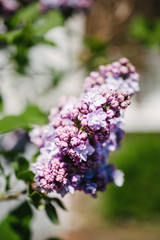Obraz premium Blue lilac - Syringa Vulgaris in green park