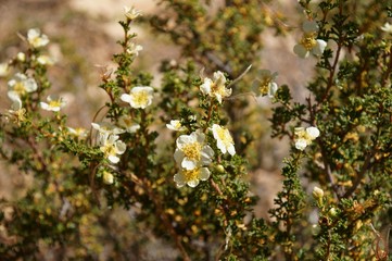 A blooming Cliffrose shrub at Grand Canyon.
