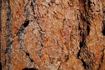 Pine bark texture close up.