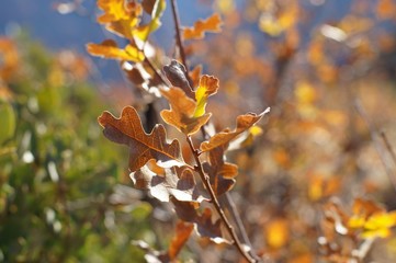 Young oak tree branch in warm sunlight.