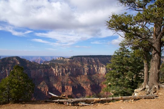 View over the Grand Canyon with a fallen tree on the foreground.