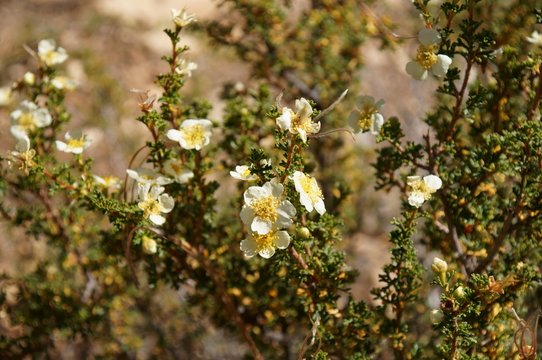 A blooming Cliffrose shrub at Grand Canyon.