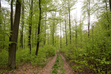 spring green beech wood and forest path background