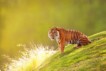 Fototapeta na wymiar Sumatran Tiger On Hillside In Morning Light