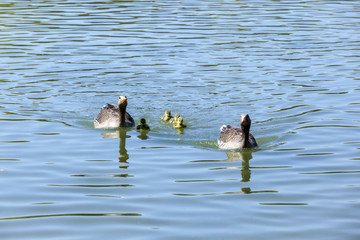 duck family on a sunny day on the lake