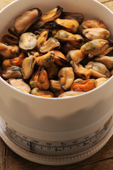 Mytilus galloprovincialis ムラサキイガイ Cozze Черноморская мидия