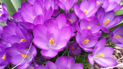 Crocus Flowers in the Spring