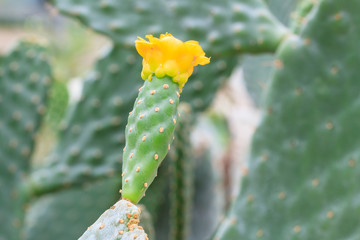 cactus flower