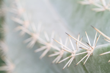 cactus with long thorns