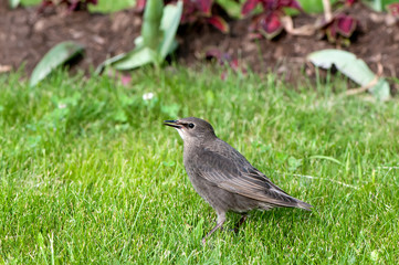 young common starling (Sturnus vulgaris)