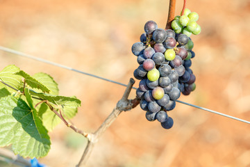 branch young grapes on vine in vineyard