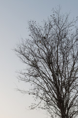 Fototapeta na wymiar Leafless tree against sunlight on sky background