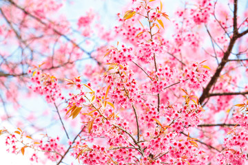 Obraz na płótnie Canvas Wild Himalayan Cherry spring blossom
