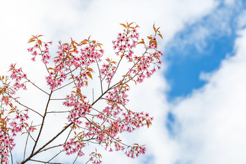 Wild Himalayan Cherry spring blossom