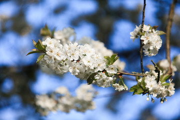 blossoming tree in spring.